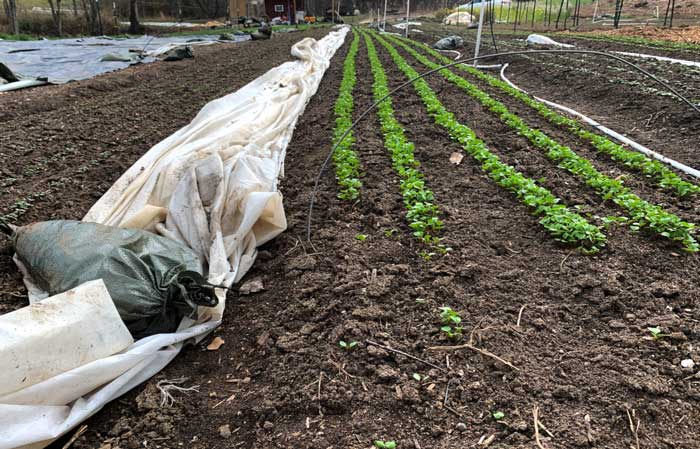 Row covers pulled off on a warm late-winter day and held down by sandbags. You can also see the wire cut to form low tunnels, which hold the row cover in place over the crops on cold days/nights.